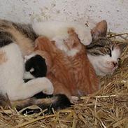 Blanding af racer Julie