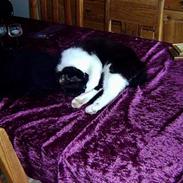 Blanding af racer Buller