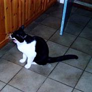 Blanding af racer Buller