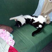 Blanding af racer Buller