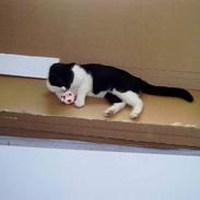 Blanding af racer Buller