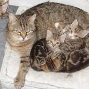 Blanding af racer Lille mis og sine killing