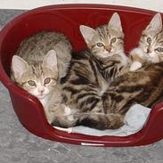 Blanding af racer Lille mis og sine killing