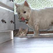 Blanding af racer Lille mis og sine killing