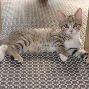 Blanding af racer Lille mis og sine killing