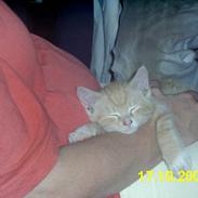 Blanding af racer Knud