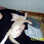 Blanding af racer Knud