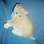 Blanding af racer Speedy