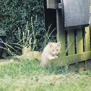 Blanding af racer Speedy