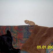 Blanding af racer Knud