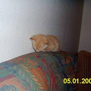 Blanding af racer Knud