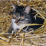 Blanding af racer *Chili*