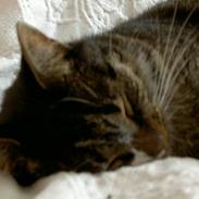 Blanding af racer *Chili*