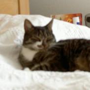 Blanding af racer *Chili*