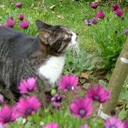 Blanding af racer *Chili*