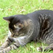 Blanding af racer *Chili*