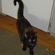 Blanding af racer Mille