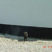 Blanding af racer Mille