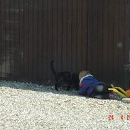 Blanding af racer Mille