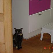 Blanding af racer Mille