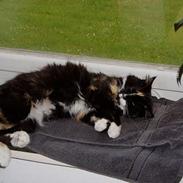 Blanding af racer Nala