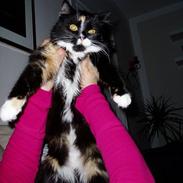 Blanding af racer Nala