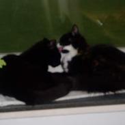 Blanding af racer Nala