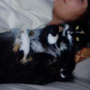 Blanding af racer Nala