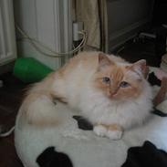 Hellig Birma Millie "lillepie"