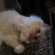 Hellig Birma Millie "lillepie"