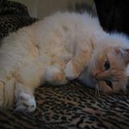 Hellig Birma Millie "lillepie"