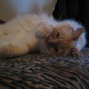 Hellig Birma Millie "lillepie"