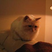 Hellig Birma Millie "lillepie"