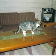 Blanding af racer Mis