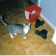 Blanding af racer Mis