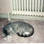 Blanding af racer Mis