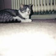 Blanding af racer Mis