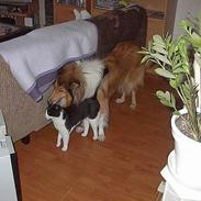 Blanding af racer Sorte Mis *Død*