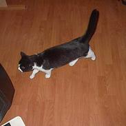 Blanding af racer Sorte Mis *Død*