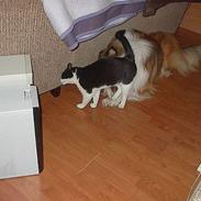 Blanding af racer Sorte Mis *Død*