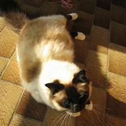 Hellig Birma Mitte Brownie Junior