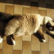 Hellig Birma Mitte Brownie Junior