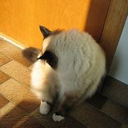 Hellig Birma Mitte Brownie Junior