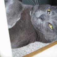 Blanding af racer Mickey Mus:)