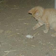 Blanding af racer felex