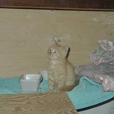 Blanding af racer felex