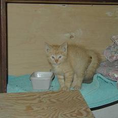 Blanding af racer felex