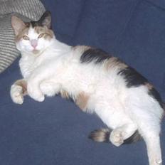 Blanding af racer Sille