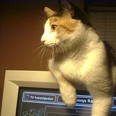 Blanding af racer Sille