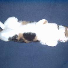 Blanding af racer Sille